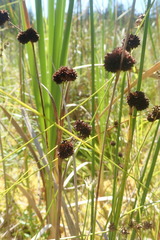 Juncus bolanderi