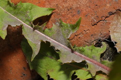 Podosphaera erigerontis-canadensis