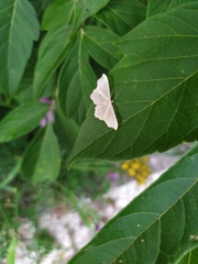 Idaea emarginata