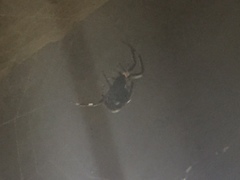 Theridiidae