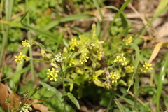 Sisymbrium officinale