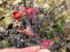 Hermannia filifolia