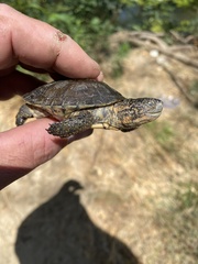 Actinemys marmorata pallida