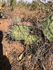 Opuntia tortispina