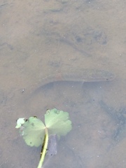 Channa argus