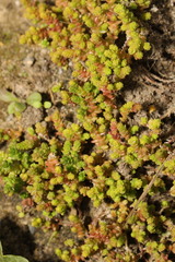 Sedum acre