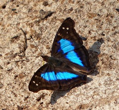 Doxocopa laurentia laurentia