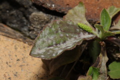 Golovinomyces sordidus