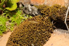 Syntrichia ruralis