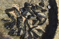 Brachidontes crebristriatus