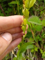 Platanthera huronensis