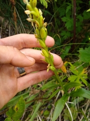 Platanthera huronensis