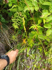 Platanthera huronensis