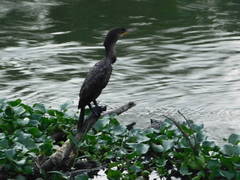 Nannopterum brasilianum