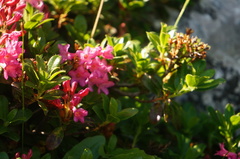 Rhododendron hirsutum