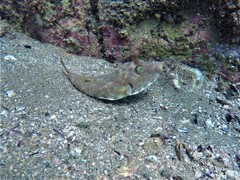Sphoeroides lobatus