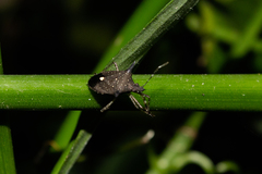 Proxys albopunctulatus