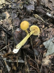 Entoloma unicolor