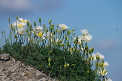 Papaver alpinum alpinum