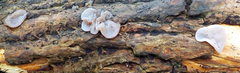 Auricularia mesenterica
