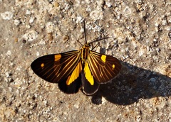 Phaeochlaena lampra