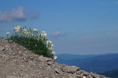 Papaver alpinum alpinum