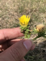 Xanthisma texanum drummondii