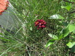 Eriogonum ciliatum