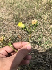 Xanthisma texanum drummondii