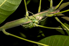 Macrinus pollexensis