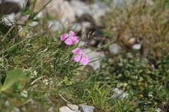 Dianthus alpinus