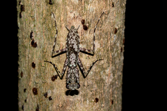 Fuga annulipes