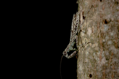 Fuga annulipes