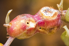 Asphondylia atriplicis