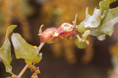 Asphondylia atriplicis