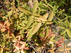 Hypericum canariense