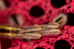 Myrmecaelurus trigrammus