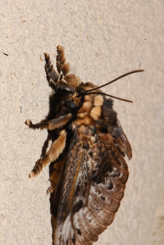 Podalia fuscescens