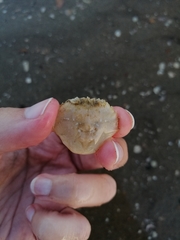 Liocarcinus holsatus