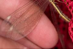 Myrmecaelurus trigrammus