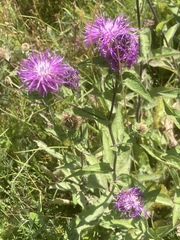 Centaurea phrygia