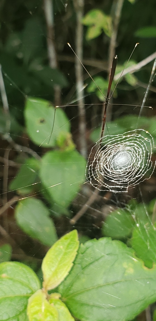 Thread-legged Bugs from Cayo District, Belize on August 6, 2020 at 10: ...