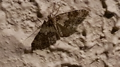 Entephria infidaria