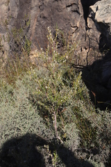 Phylica nervosa