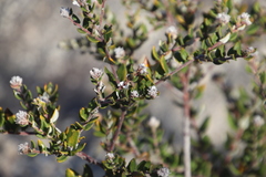 Phylica nervosa