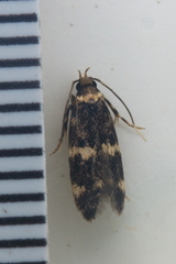 Oegoconia deauratella