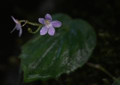 Platystemma violoides