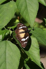 Pseudacraea lucretia