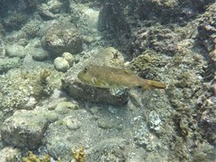 Sphoeroides lobatus