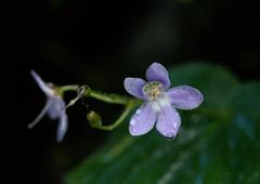 Platystemma violoides